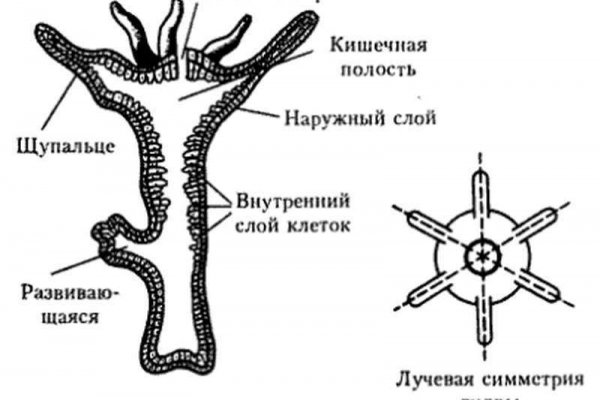 Kraken 15at сайт krakens15 at