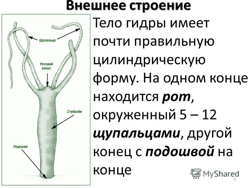 Активная ссылка кракен